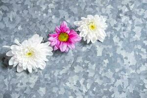 buds of white and pink chrysanthemum close-up on iron background, copy space photo