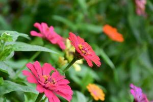 Zinnia flowers blooming, natural blurred background, soft and selective focus. photo