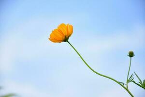 flor amarilla del cosmos. foto