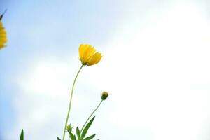 Yellow cosmos flower photo