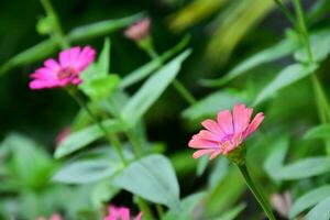 Zinnia flowers blooming, natural blurred background, soft and selective focus. photo