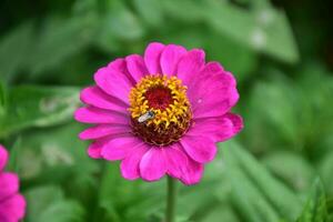 Zinnia flowers blooming, natural blurred background, soft and selective focus. photo