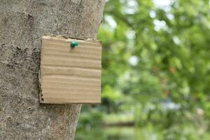 Tree trunk which has blank cardboard sticked on the bark, concept for environment study, nature study, calling out all people to respect environment and join world environment day campaign. photo