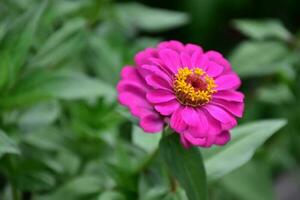 Zinnia flowers blooming, natural blurred background, soft and selective focus. photo