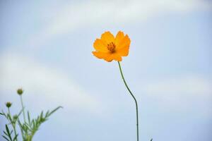 Yellow cosmos flower photo