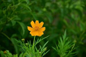 flor amarilla del cosmos. foto