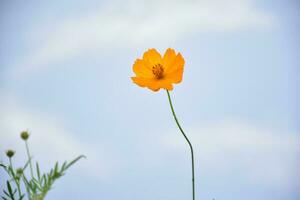 Yellow cosmos flower photo