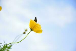 Yellow cosmos flower photo