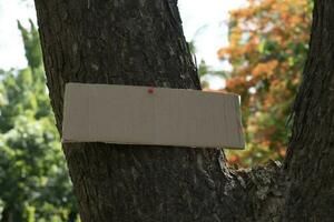 Tree trunk which has blank cardboard sticked on the bark, concept for environment study, nature study, calling out all people to respect environment and join world environment day campaign. photo