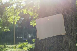 Tree trunk which has blank cardboard sticked on the bark, concept for environment study, nature study, calling out all people to respect environment and join world environment day campaign. photo