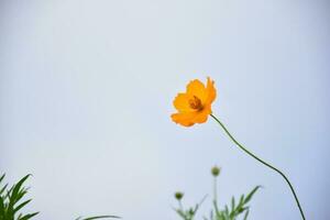 Yellow cosmos flower photo