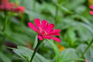 Zinnia flowers blooming, natural blurred background, soft and selective focus. photo