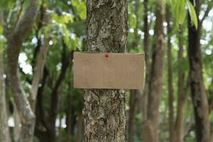 Tree trunk which has blank cardboard sticked on the bark, concept for environment study, nature study, calling out all people to respect environment and join world environment day campaign. photo