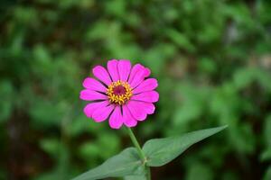 Zinnia flowers blooming, natural blurred background, soft and selective focus. photo