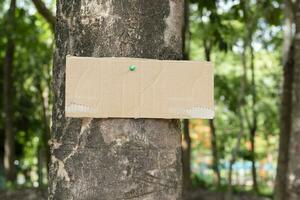 Tree trunk which has blank cardboard sticked on the bark, concept for environment study, nature study, calling out all people to respect environment and join world environment day campaign. photo