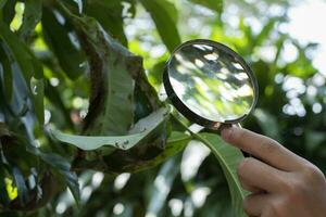 Magnifying glass holding in hands onf asian boy student while doing the report about species of ants and insects which lived in tree leaves, soft and selective focus. photo