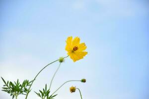 Yellow cosmos flower photo