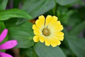 Zinnia flowers blooming, natural blurred background, soft and selective focus. photo