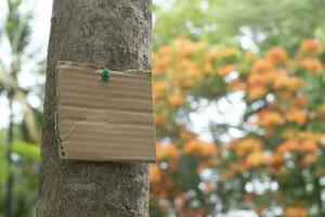 Tree trunk which has blank cardboard sticked on the bark, concept for environment study, nature study, calling out all people to respect environment and join world environment day campaign. photo