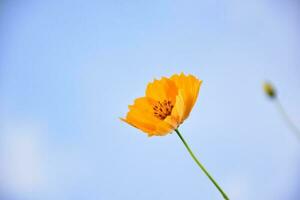 Yellow cosmos flower photo