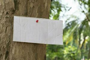 Tree trunk which has blank cardboard sticked on the bark, concept for environment study, nature study, calling out all people to respect environment and join world environment day campaign. photo