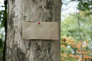 Tree trunk which has blank cardboard sticked on the bark, concept for environment study, nature study, calling out all people to respect environment and join world environment day campaign. photo