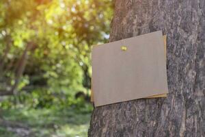 Tree trunk which has blank cardboard sticked on the bark, concept for environment study, nature study, calling out all people to respect environment and join world environment day campaign. photo