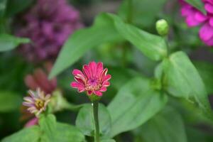 Zinnia flowers blooming, natural blurred background, soft and selective focus. photo