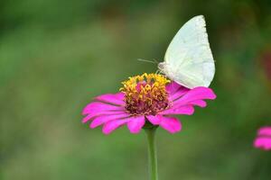 Pink zinnia flowers with natural colour background. photo