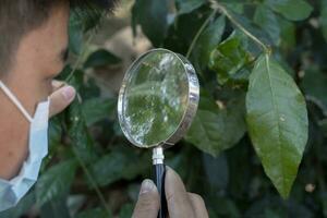 aumentador vaso participación en manos apagado asiático chico estudiante mientras haciendo el reporte acerca de especies de hormigas y insectos cuales vivido en árbol hojas, suave y selectivo enfocar. foto