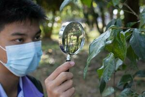 aumentador vaso participación en manos apagado asiático chico estudiante mientras haciendo el reporte acerca de especies de hormigas y insectos cuales vivido en árbol hojas, suave y selectivo enfocar. foto