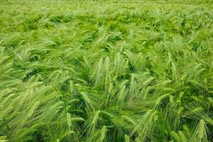 hay bales in the field photo