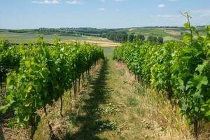 rows of vines in vineyard photo