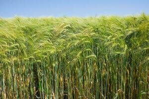 hay bales in the field photo