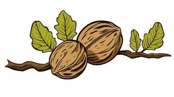 Wondrous Nut of Nature Exploring the Symbolism of the Walnut Icon vector