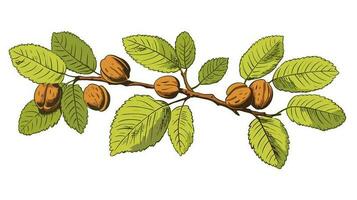 Wondrous Nut of Nature Exploring the Symbolism of the Walnut Icon vector