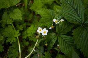 Photo of white strawberry flowers on background