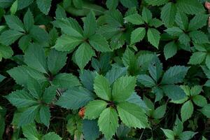 Green foliage of the bush parthenocissus Gardening photo