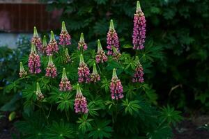 blooming lupine flower background of wall house. photo