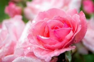 Garden pink rose closeup Plants and flowers. photo