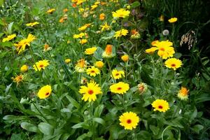 un montón de amarillo caléndula flores y verde follaje foto