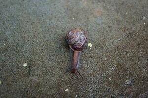 el caracol gatea abajo en el concreto. foto