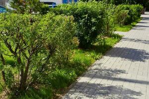 green low shrubs next to sidewalk cast shadows photo