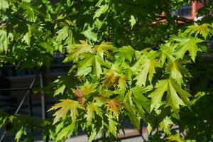 Photo of green foliage of maple tree. Bright