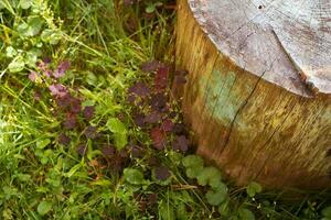 Abstract background of stump and vegetation nearby photo