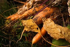 Close up root vegetable orange carrot with tops. photo