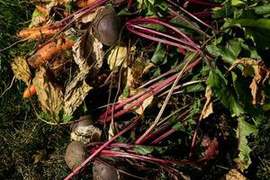 crop tops tubers beets carrots Useful vegetables photo