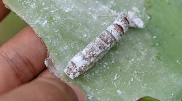 Pupa of Banana leaf roller Erionota thrax injure on banana leaf photo