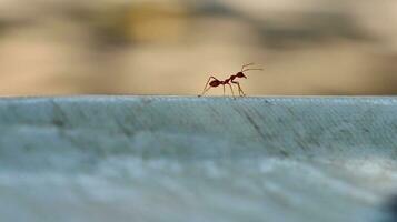 Red ants are looking for foods. photo