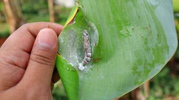 Pupa of Banana leaf roller Erionota thrax injure on banana leaf photo